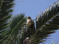 Fuerteventura torenvalk [Falco tinnunculus dacotiae]